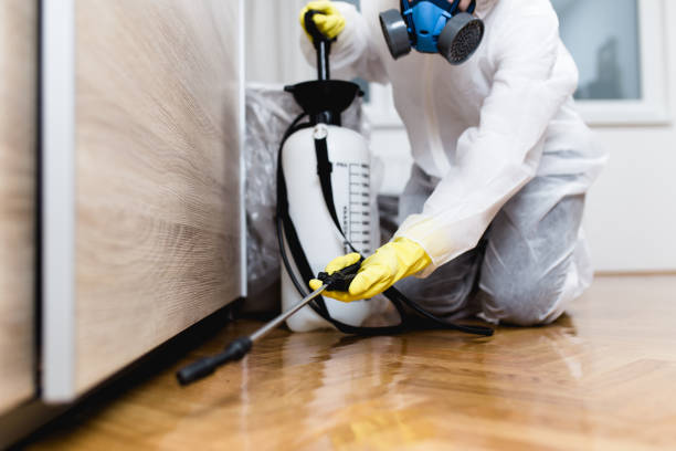 Best Flea Control Services  in Independence, VA