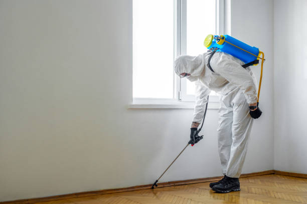 Best Termite Control Services  in Independence, VA