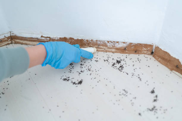 Best Residential Pest Control  in Independence, VA